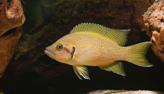 Neolamprologus helianthus Neolamprologus helianthus