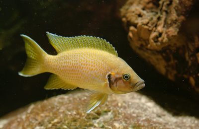 Neolamprologus helianthus