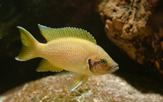 Neolamprologus helianthus