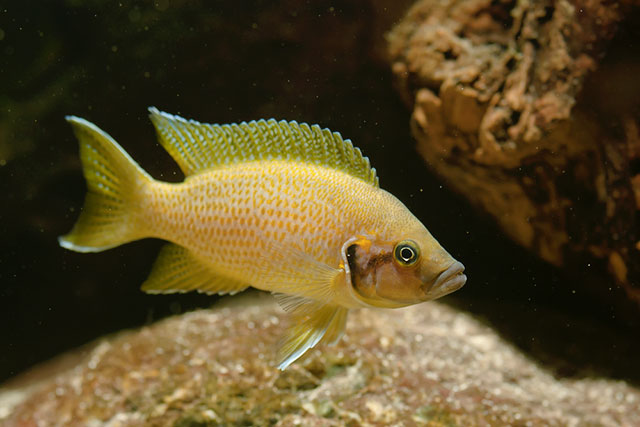 Neolamprologus helianthus Neolamprologus helianthus