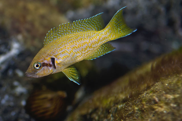 Neolamprologus helianthus Neolamprologus helianthus