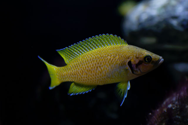 Neolamprologus helianthus Neolamprologus helianthus