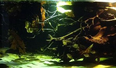 acquario di Enrico Guida