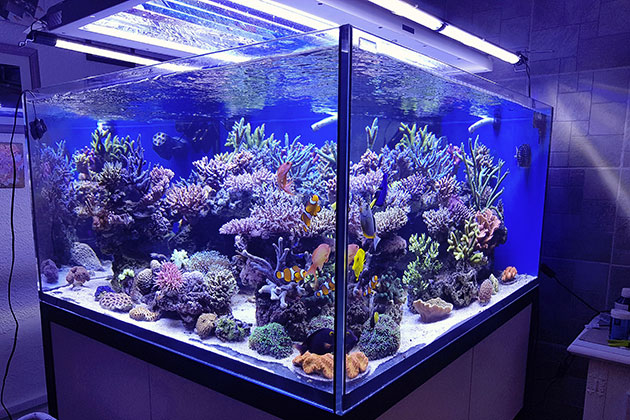 acquario di Gianmarco Dessi