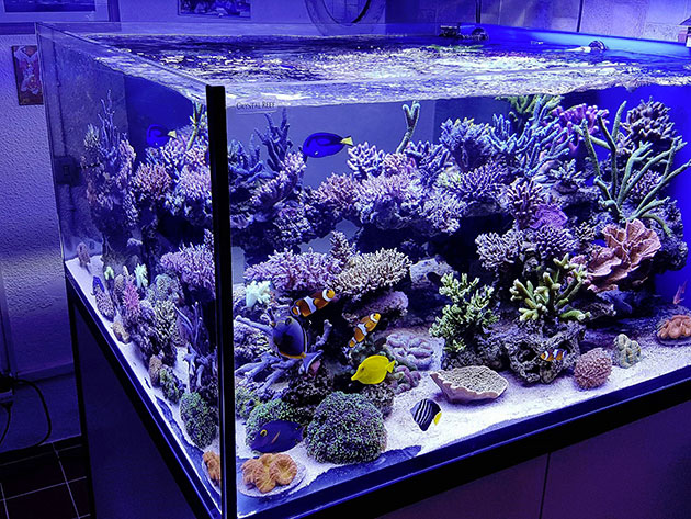 Plafoniera Led Fai Da Te Acquaportal : Plafoniera led per acquario marino fai da te a