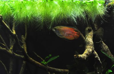 acquario di Lorenzo Strolighi