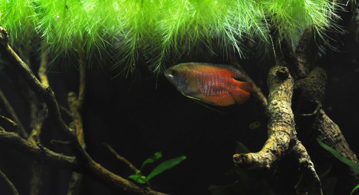 acquario di Lorenzo Strolighi