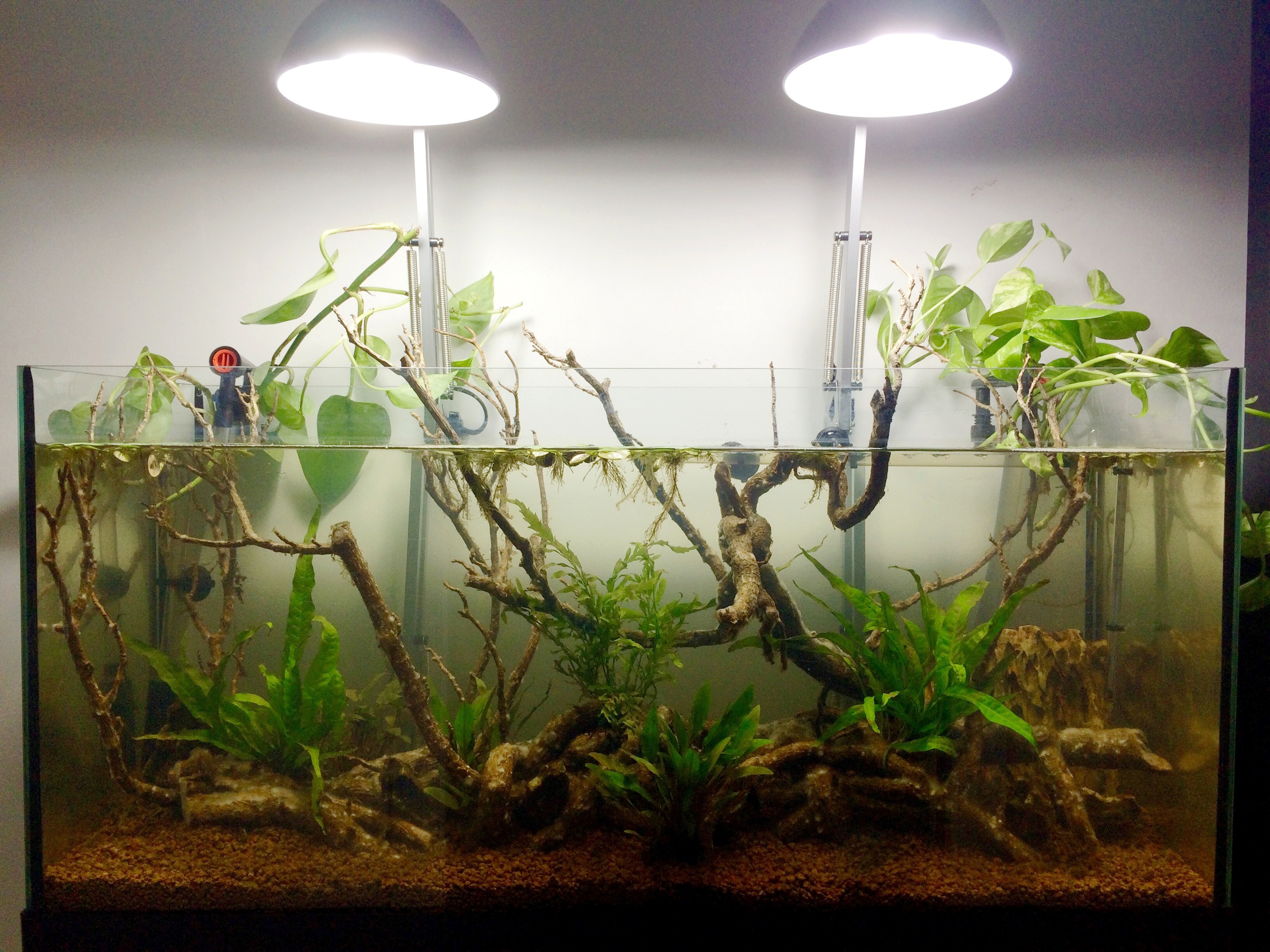 acquario di Lorenzo Strolighi acquario di Lorenzo Strolighi