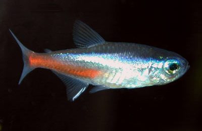 Paracheirodon innesi