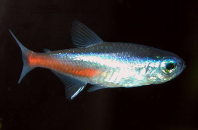 Paracheirodon innesi