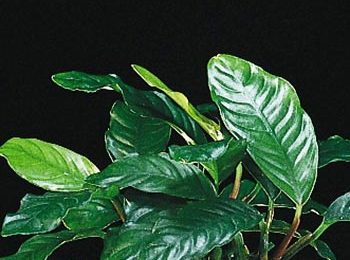 Anubias barteri var.  'coffeefolia'