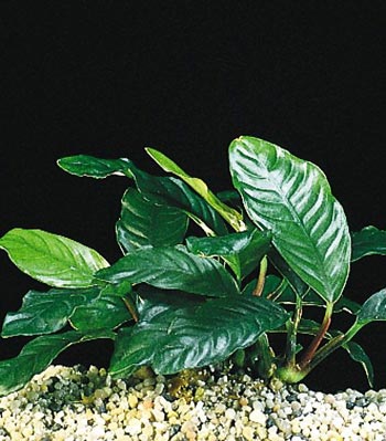 Anubias barteri var.  'coffeefolia'
