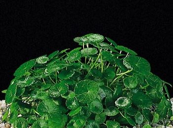 Hydrocotyle verticillata