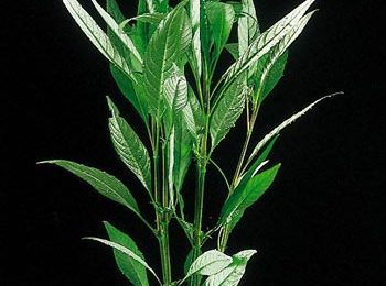 Hygrophila angustifolia