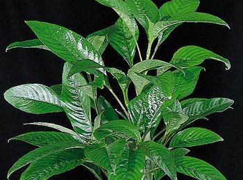 Hygrophila corymbosa