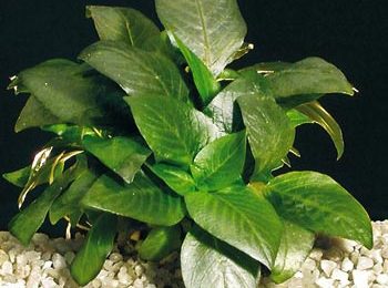 Hygrophila corymbosa 'mini'