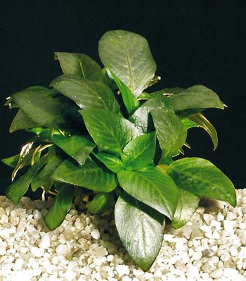 Hygrophila corymbosa 'mini'