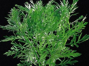 Hygrophila difformis