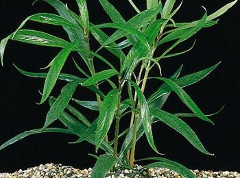 Hygrophila guaianensis