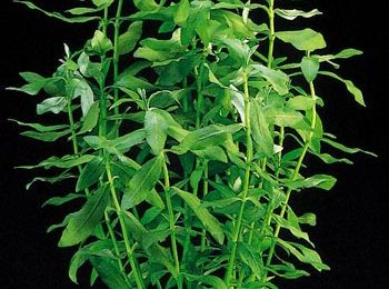 Hygrophila polysperma