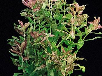 Hygrophila polysperma rosa