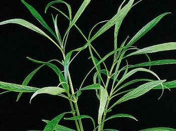 Hygrophila salicifolia