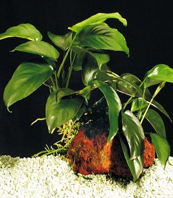 Anubias barteri var. 'barteri'