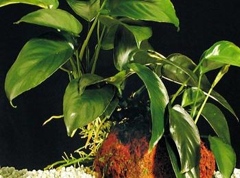 Anubias barteri var. 'barteri'