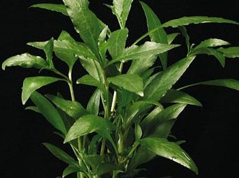 Hygrophila siamensis