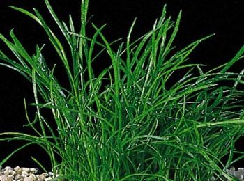 Lilaeopsis mauritania