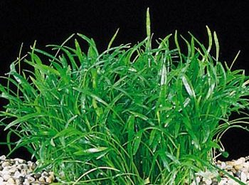 Lilaeopsis novae-zelandiae