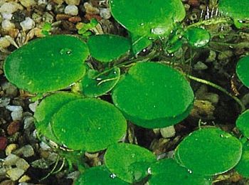 Limnobium laevigatum