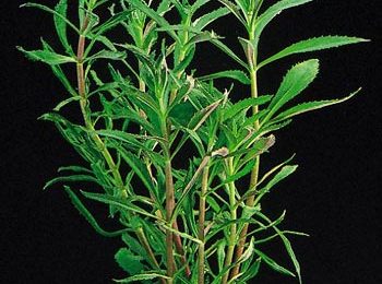 Limnophila aromatica