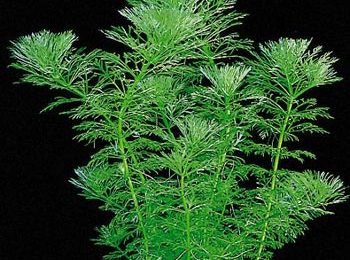 Limnophila heterophylla