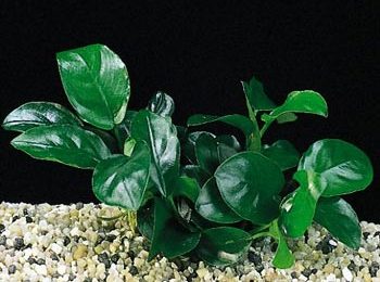 Anubias barteri var.