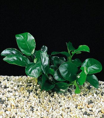 Anubias barteri var.