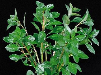 Ludwigia repens