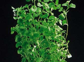 Lysimachia nummularia
