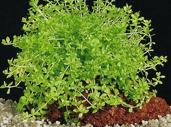 Micranthemum micranthemoides