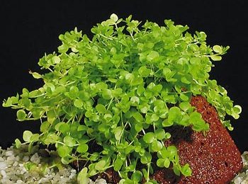 Micranthemum umbrosus