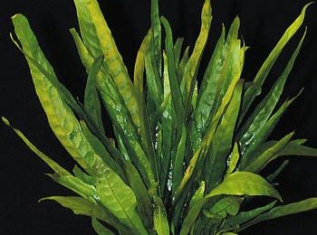 Microsorium pteropus species