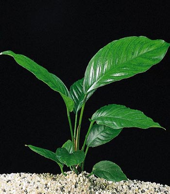 Anubias congensis