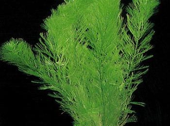 Myriophyllum hippuroides