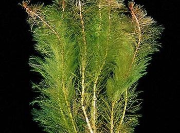 Myriophyllum matogrossense