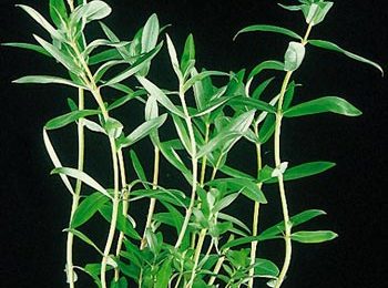 Nesaea pedicellata