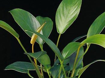 Anubias giletti