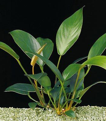 Anubias giletti