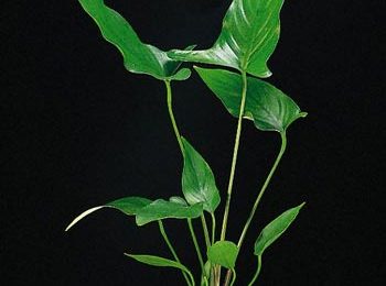 Anubias hastifolia