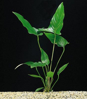 Anubias hastifolia