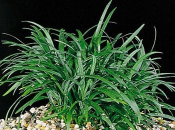 Ophiopogon kyoto